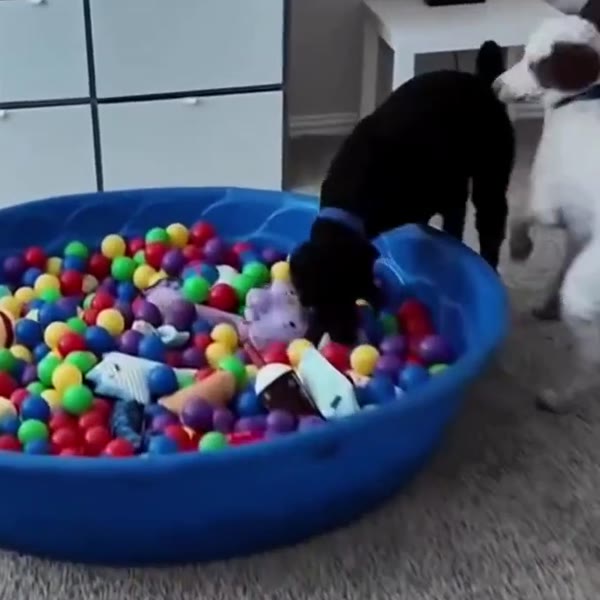 Taco and Oreo